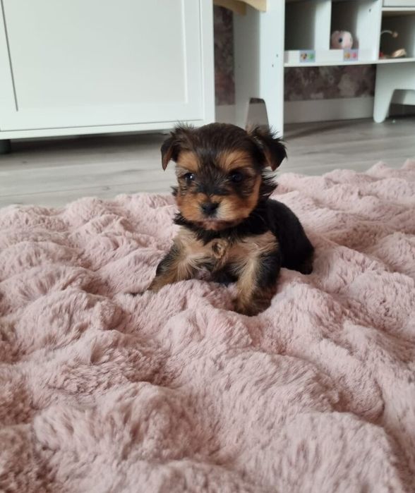 Yorkishe terrier suczka