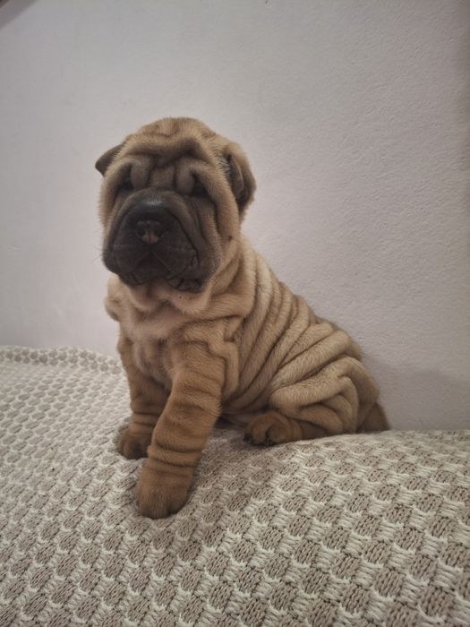 Шарпейчики антистресики