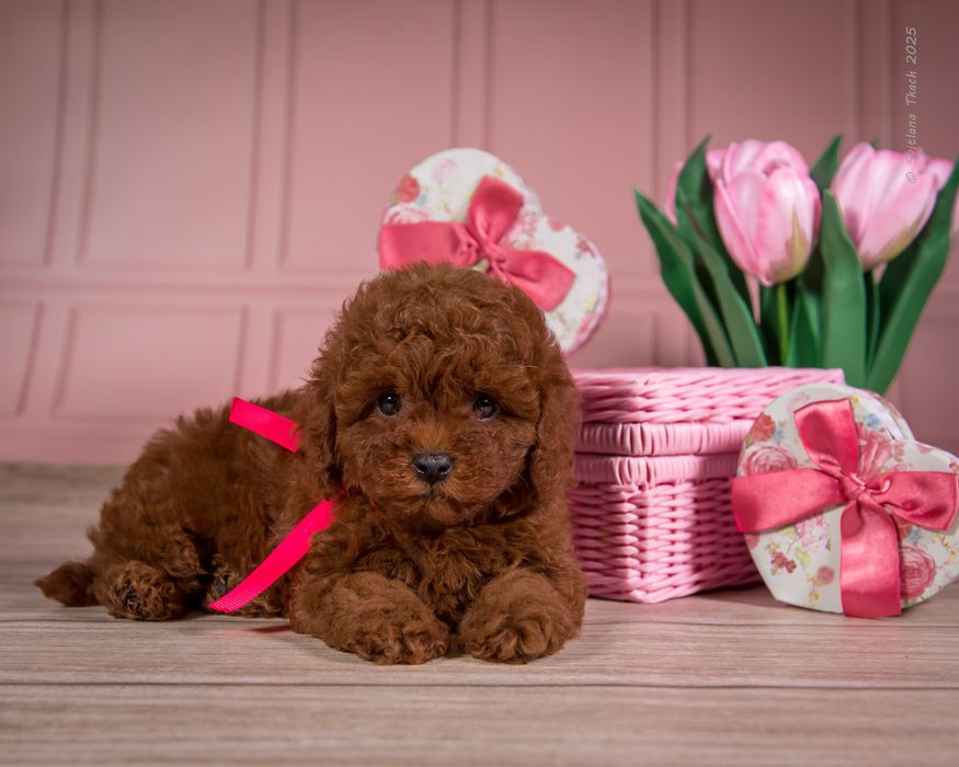 Той пудель КСУ готові до переїзду