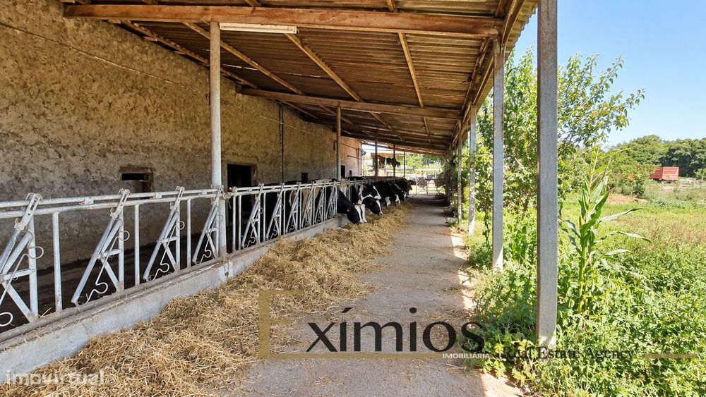 Quinta com 19.600m², situada na Maia