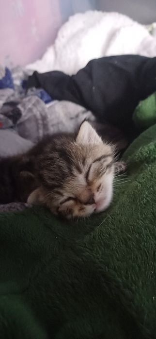 Małe kotki do adopcji