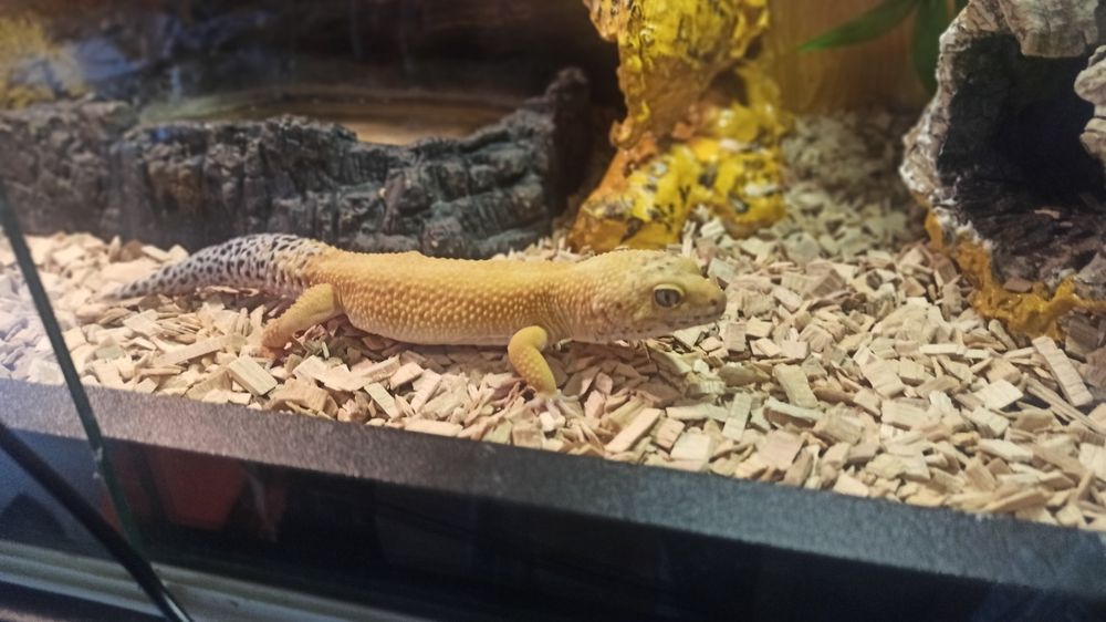 Terrarium duże, ładne plus gadzety