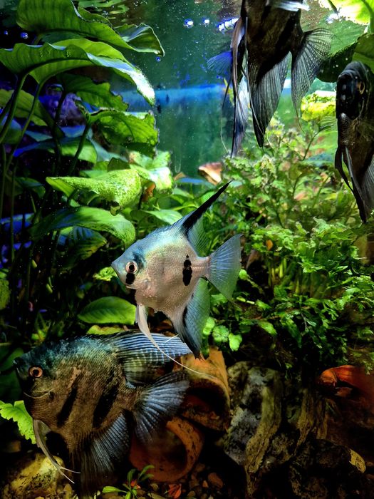 Скалярія піной, голуба