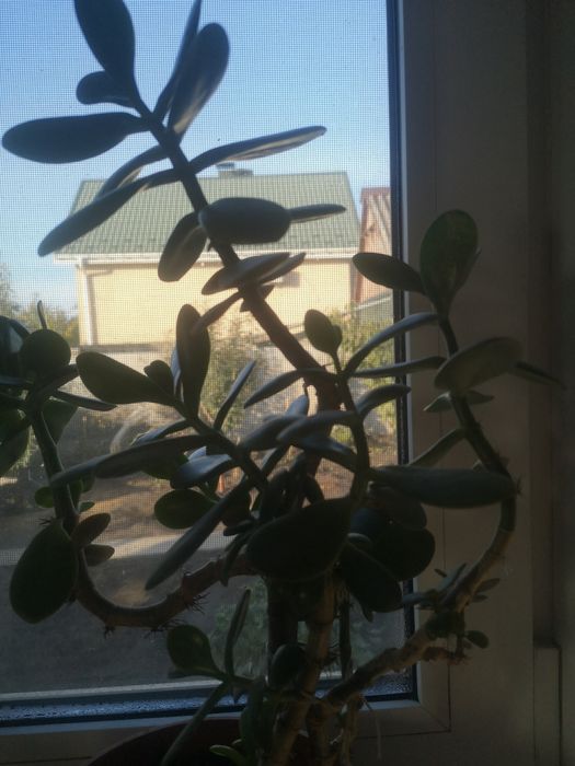 Продам алоэ, растение лечебное, толстянка"денежное дерево" в подарок