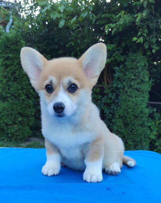 Вельш коргі пемброк. Цуценята