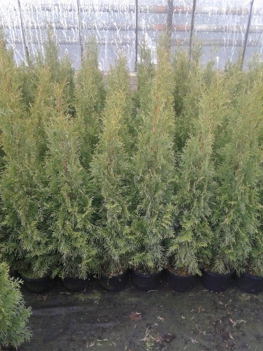 Tuja Szmaragd żywopłot 120-130cm