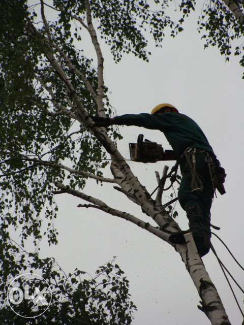 Wycinka drzew trudnych i niebezpiecznych