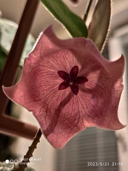 Хойя Аустралис. Хойя Patella Pink