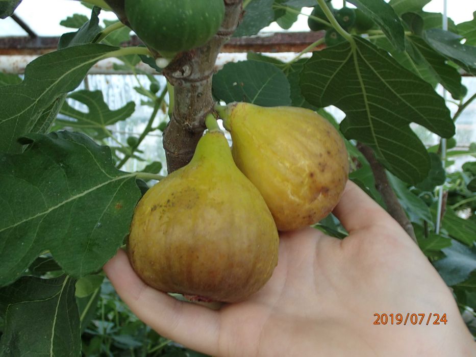 Drzewko figowe odm Brown Turkey