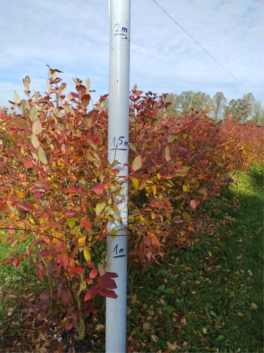 Sprzedam 12 letnie krzewy Borowki Amerykanskiej