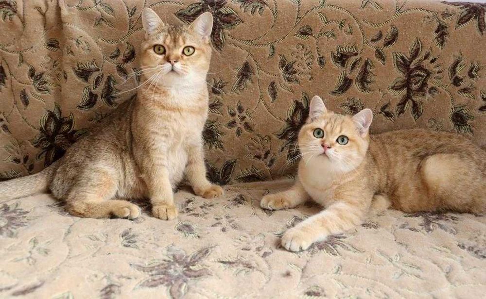 Породисті кошенята. Британці.