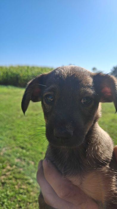 Oddam pieska suczka 7 tygodni tylko w dobre ręce