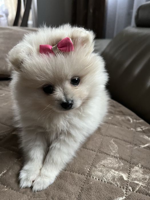 Szpic miniaturowy pomeranian suczka