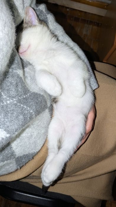 Кошеня, хлопчик, 2.5 міс.