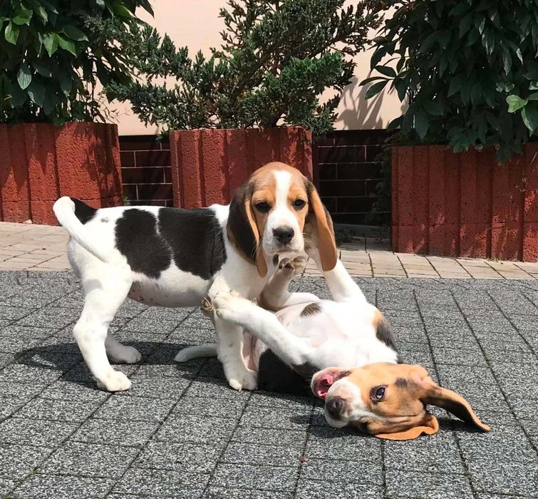 Beagle/Bigle - szczenię rodowodowe ZKwP/FCI - po championie