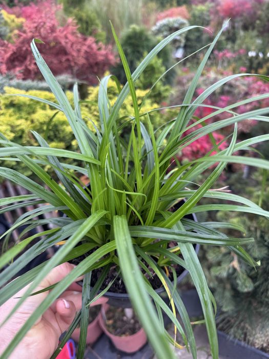 Trawa turzyca Irish green