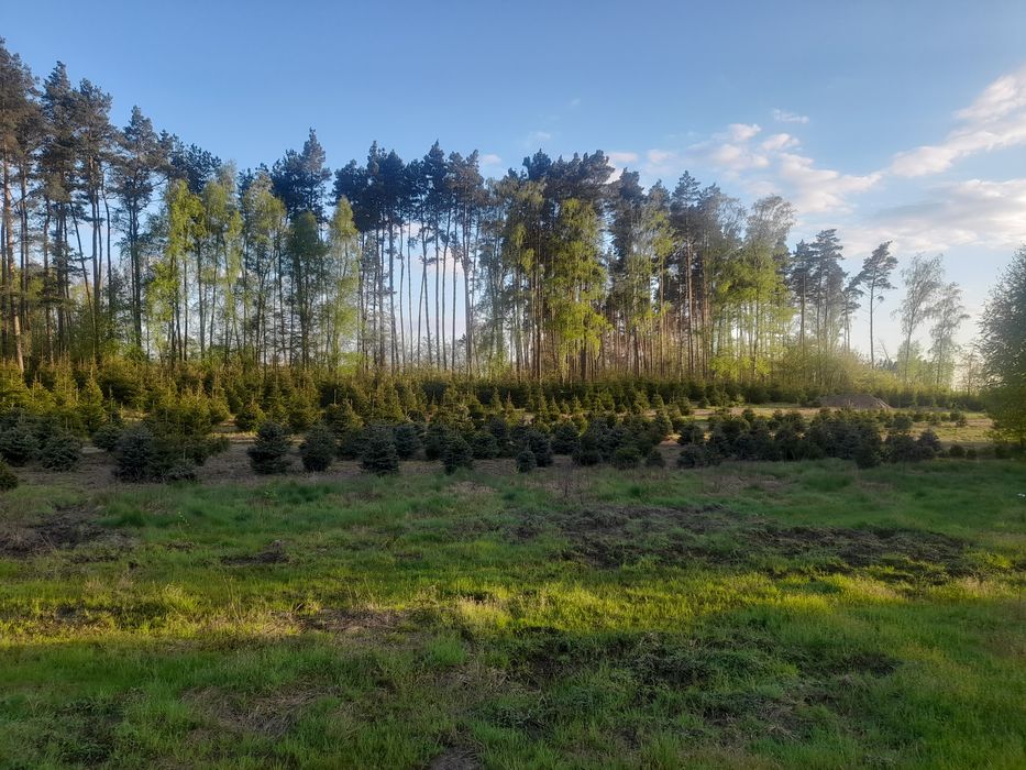 Choinki, Swierk pospolity,iglaki. Swierki