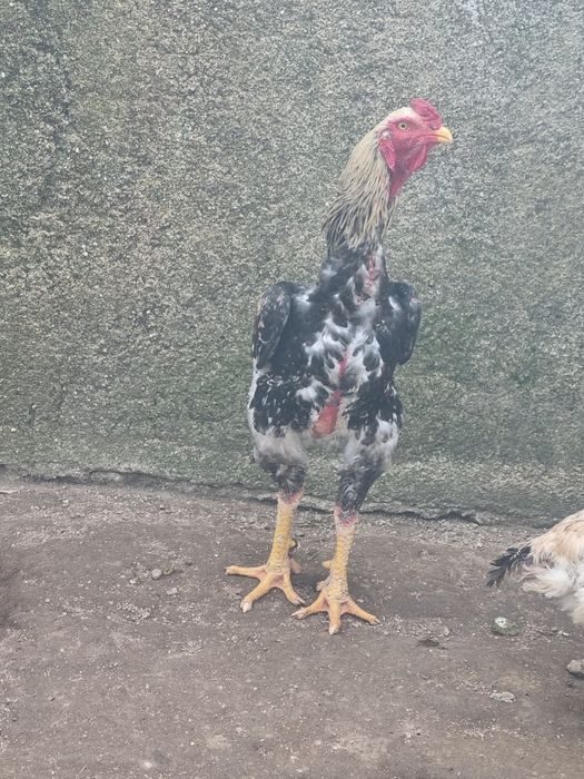 Galinha  Índia gigante