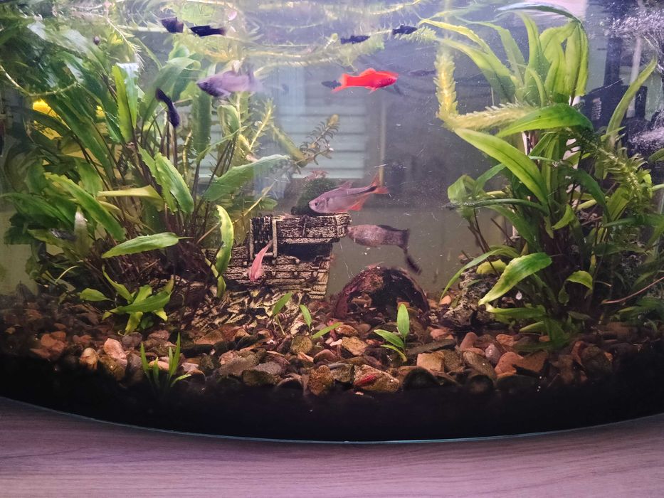 Akwarium 65l Okazja