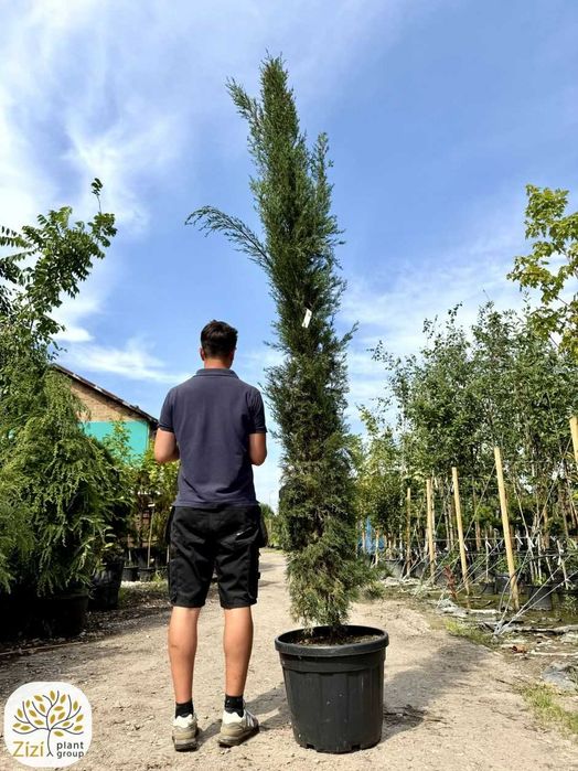 cyprys włoski 300-350cm, duży cyprys wieczniezielony, cupressus sempervirens