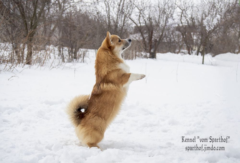 Запальні дівчатка коргі
