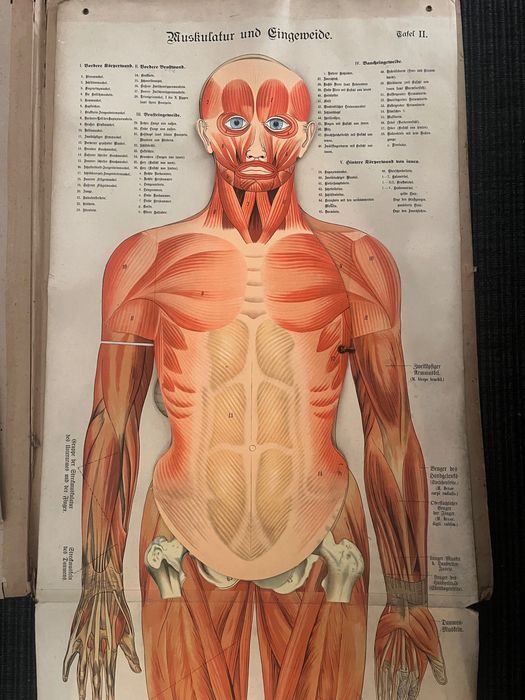 Tablice anatomiczne. Antyk. Schreibers Anatomische Wandtafel..