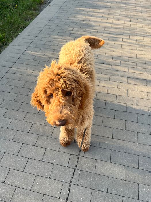 Labradoodle piesek