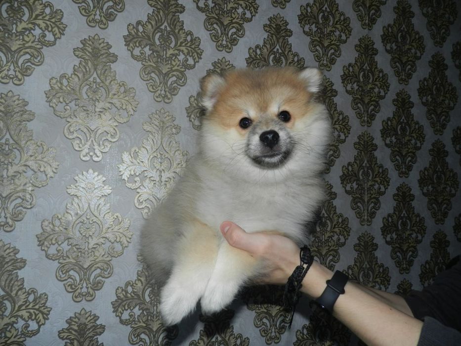 Красивый щенок  померанского шпица