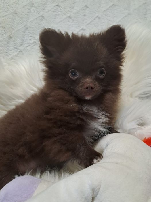 ***WHILLY **pomchi  gotowy do odbioru