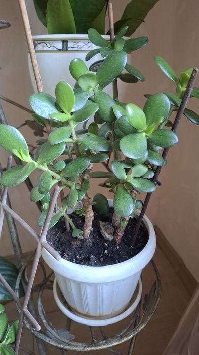 Продаю грошове дерево (красула)  Позняки/осокорки самовивіз