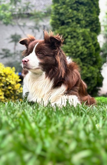 Suczka border collie