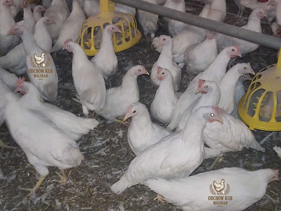 Młode kury nioski ogólnoużytkowe 18–22 tygodnie różne odmiany