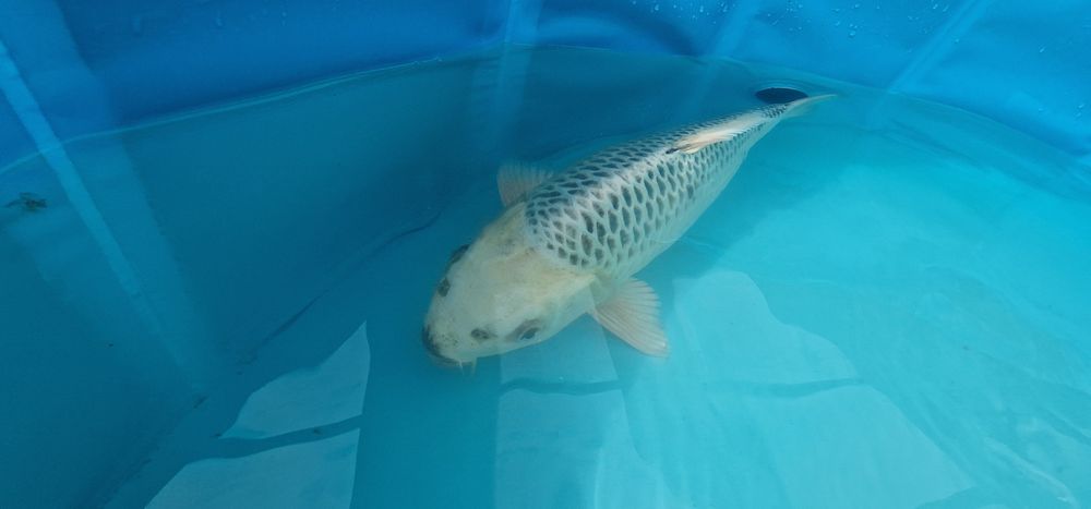 Carpa koi com 35cm