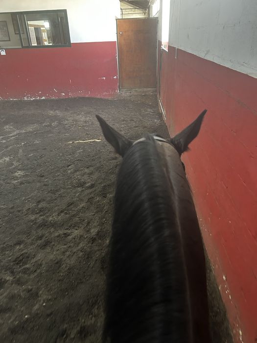 Cuidados e serviços para cavalos