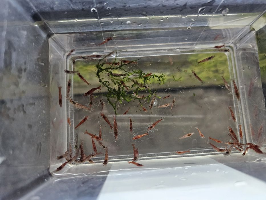 Pack Neocaridina descartes 100 unidades