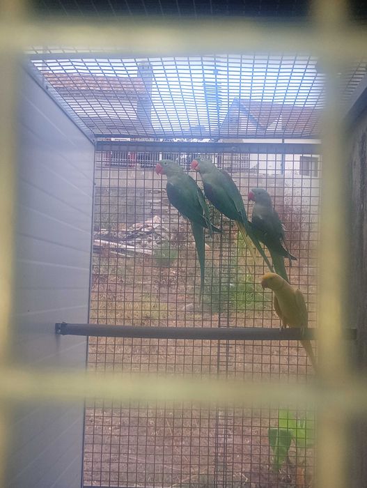 Aves domésticas criadas a mão