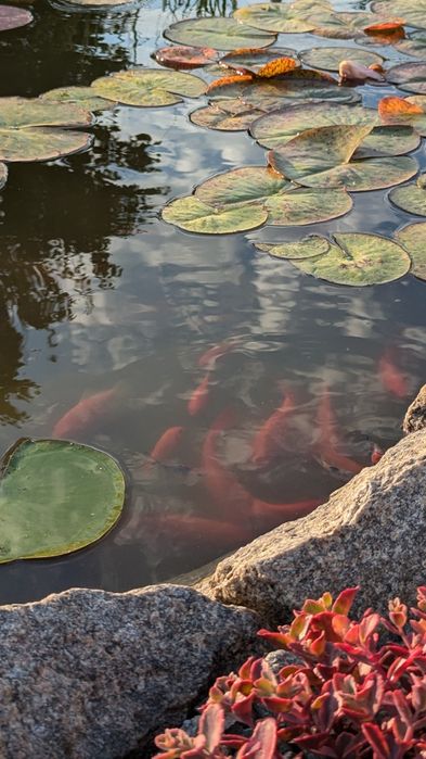 Комета,карпи Кої,риба для водойми,корм для риб
