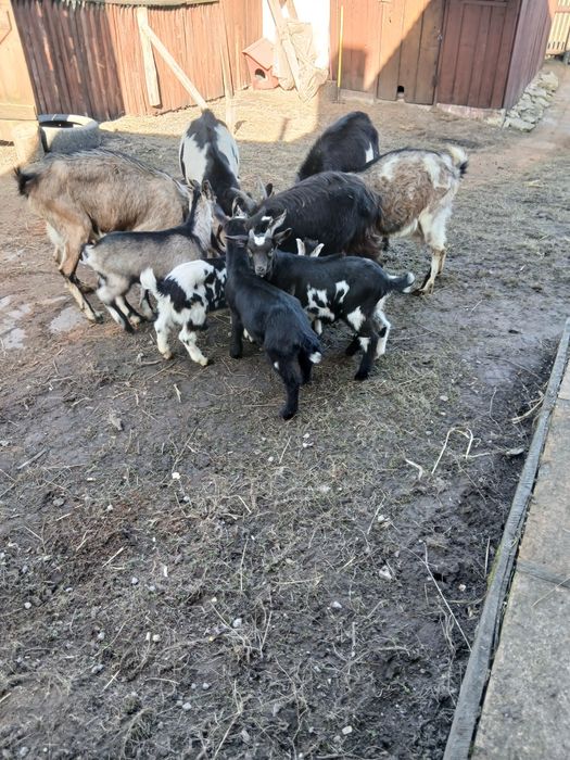 Продам кози і козинята