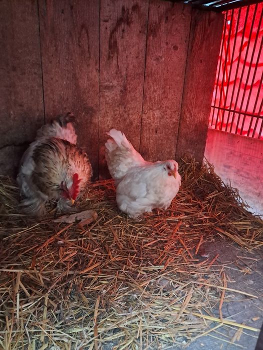 Kogut kura liliputki kochin