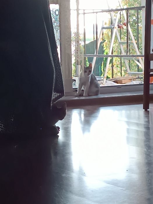 Trzy kotki szukają kochającego domu