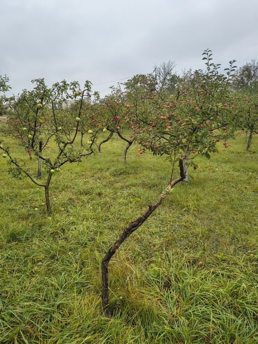 Продається земельна ділянка