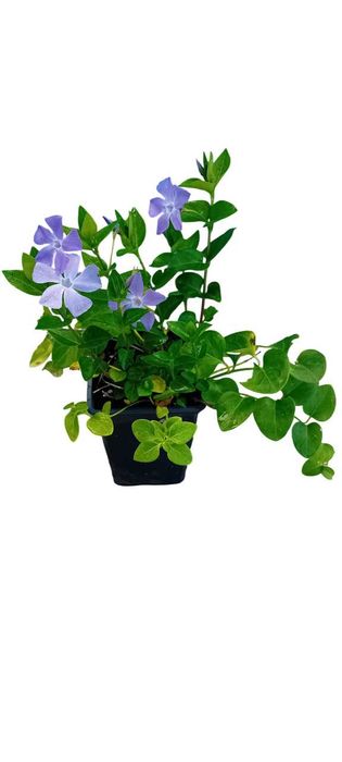 Plantas de Vinca Maior variegada ou nao variegada