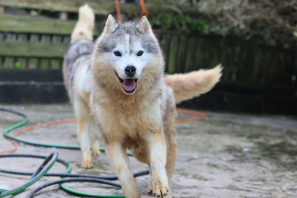 Se amas huskys, amor duplo! 2 manos
