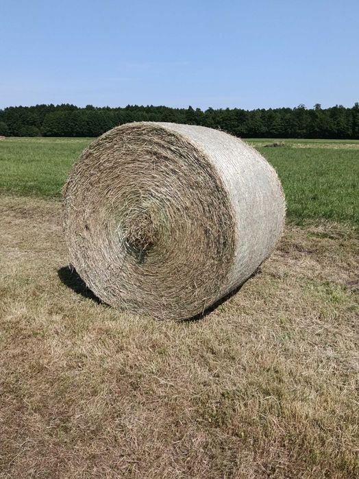 Siano dla koni, bydła, zbiór 2025