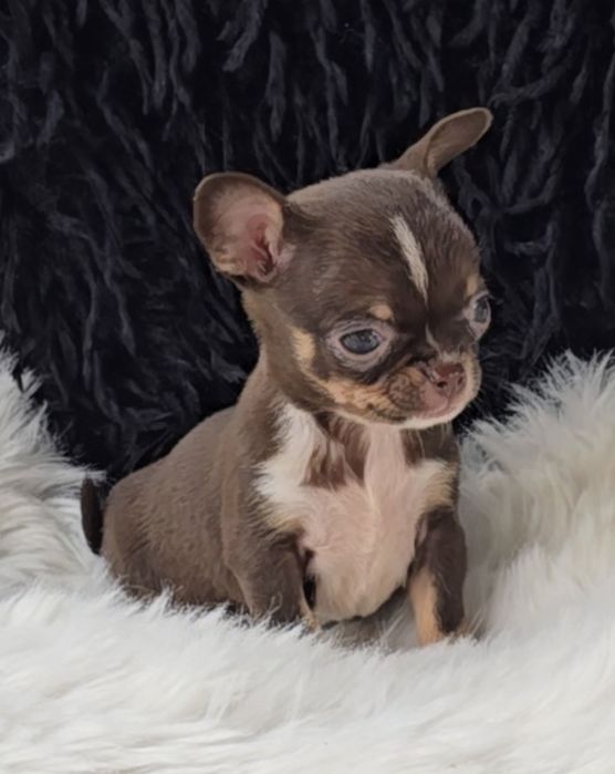 Chihuahua dziewczynka xxs