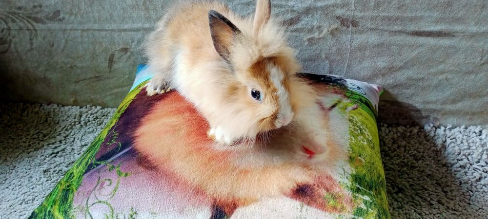 Декоративні карликові кроленята