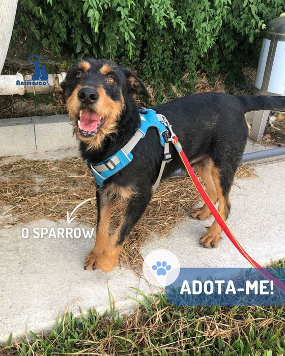 Sparrow cao jovem de porte grande