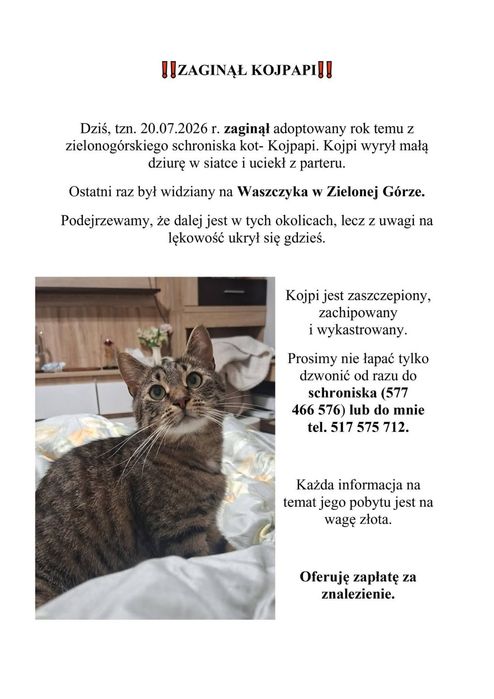 Zaginął kot, Kojpapi, Waszczyka 4, Zielona Góra