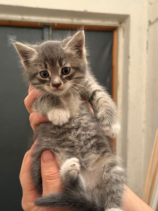 Кошенята 2 місяці,  у добрі руки