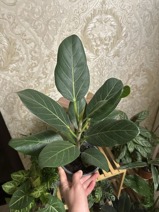 кімнатні квіти рослини